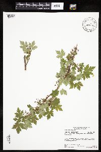 Ribes lacustre image