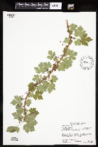 Ribes lacustre image