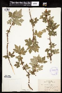 Ribes lacustre image