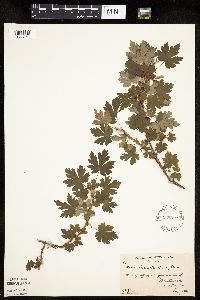 Ribes lacustre image