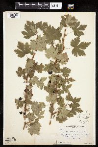 Ribes lacustre image