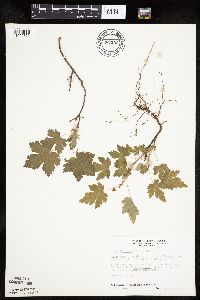 Ribes lacustre image