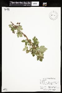 Ribes lacustre image