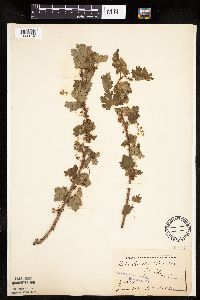 Ribes lacustre image