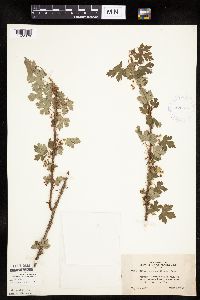 Ribes lacustre image