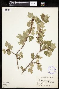 Ribes lacustre image