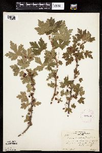 Ribes lacustre image