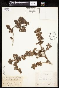 Ribes lacustre image