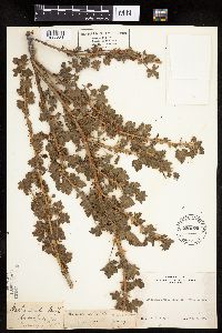 Ribes lacustre image