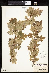 Ribes lacustre image