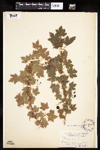 Ribes lacustre image