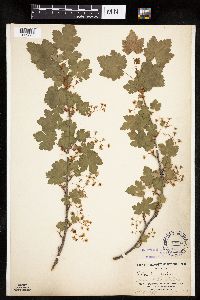 Ribes lacustre image