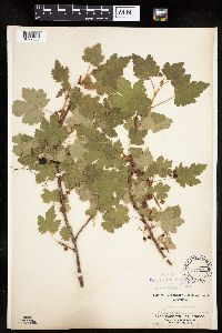 Ribes lacustre image