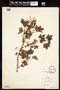 Ribes lacustre image