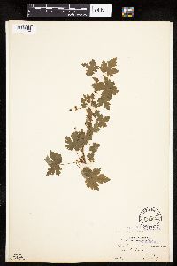 Ribes lacustre image