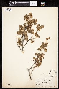 Ribes lacustre image