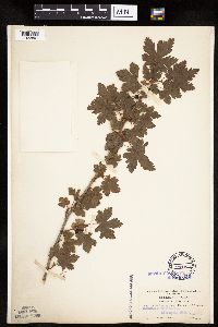 Ribes lacustre image