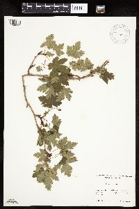 Ribes lacustre image