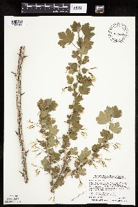 Ribes missouriense image