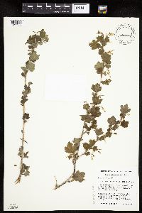 Ribes missouriense image