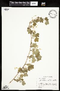 Ribes missouriense image