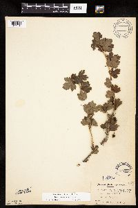 Ribes missouriense image