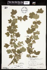 Ribes missouriense image