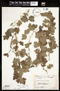 Ribes missouriense image