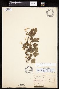 Ribes missouriense image