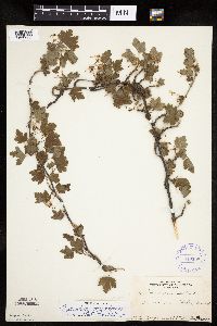 Ribes missouriense image