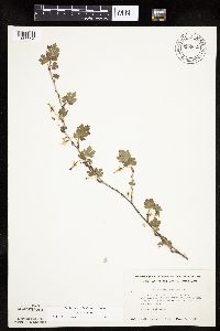 Ribes missouriense image