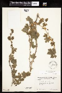 Ribes missouriense image