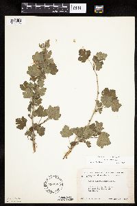 Ribes missouriense image