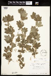 Ribes missouriense image