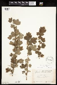 Ribes missouriense image