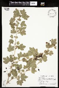 Ribes missouriense image