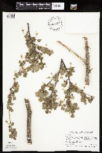 Ribes missouriense image