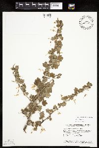 Ribes missouriense image