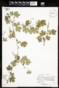 Ribes missouriense image