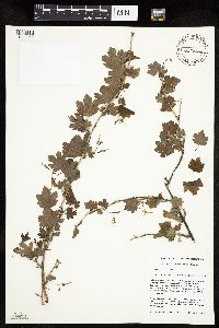 Ribes missouriense image