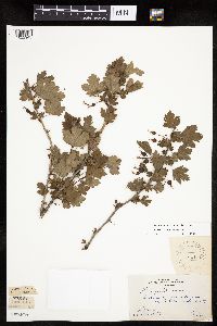 Ribes missouriense image