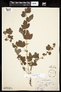 Ribes missouriense image