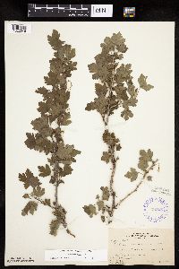Ribes missouriense image