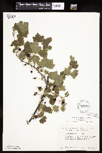 Ribes missouriense image
