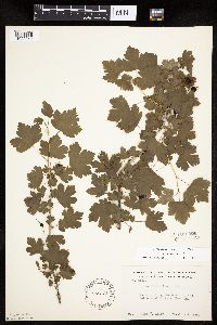 Ribes missouriense image