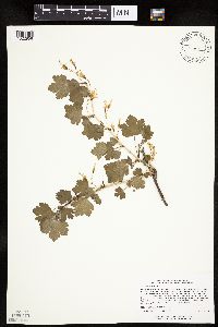 Ribes missouriense image