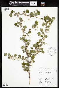 Ribes missouriense image
