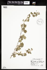 Ribes missouriense image