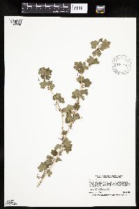 Ribes missouriense image