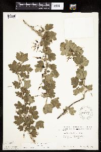 Ribes missouriense image
